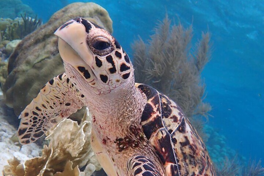 Bonaire Marine Park Snorkeling Excursion