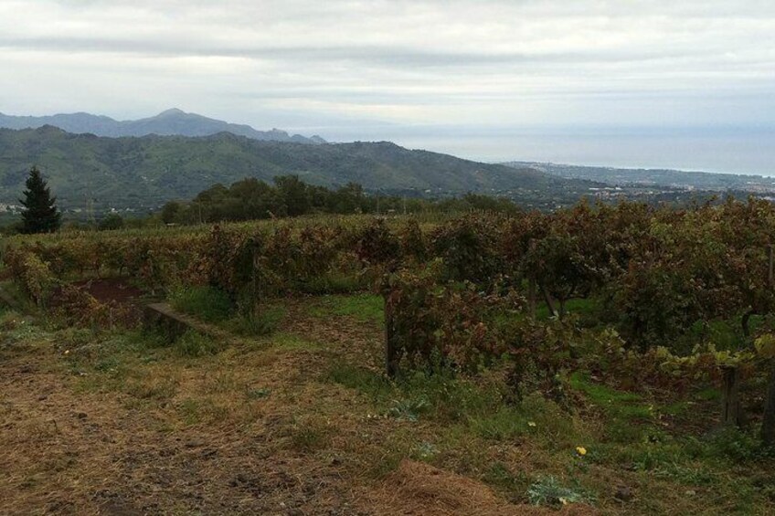 Vineyard