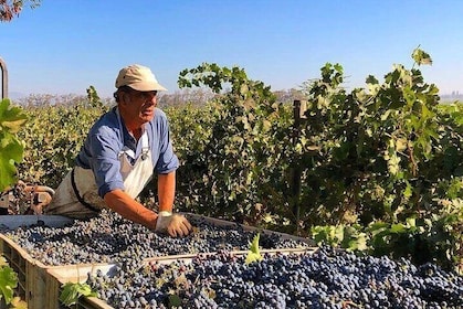 Full day private tour Isla negra poetry and wine from Santiago