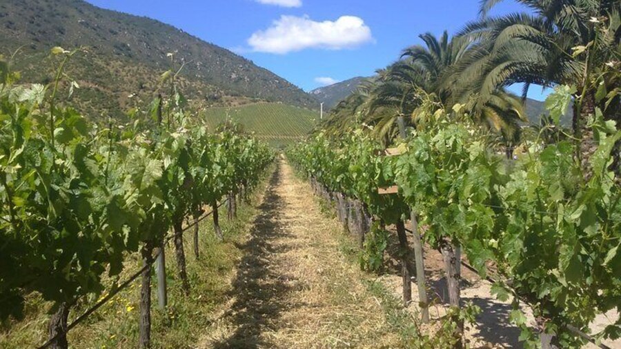 Casa blanca wine tour