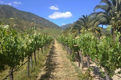 Full day private wine tour casablanca valley from Santiago