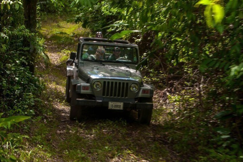 Jungle jeep