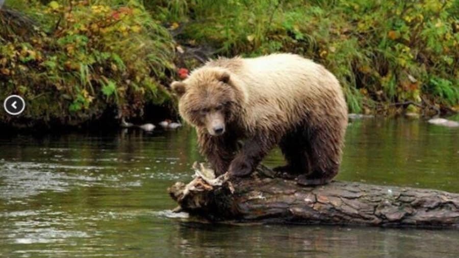 Famous Bear Hunt Tour