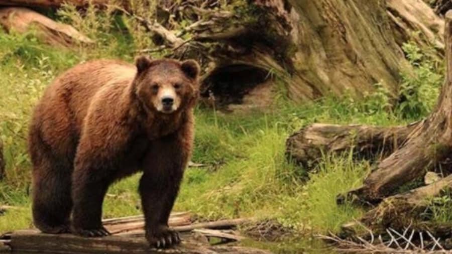 Fortress of Bears