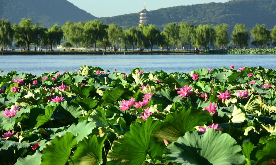 Private Hangzhou: Heaven on Earth Day Tour from Shanghai