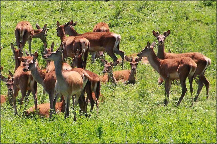 See and learn why we Deer farm in New Zealand