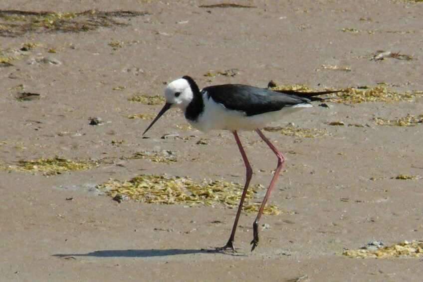 Pied Stilts