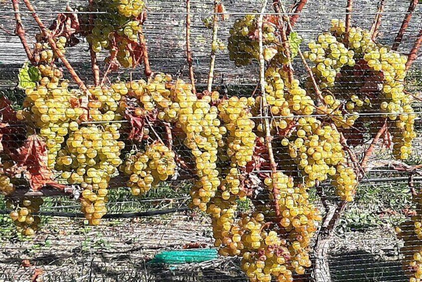 Grapes