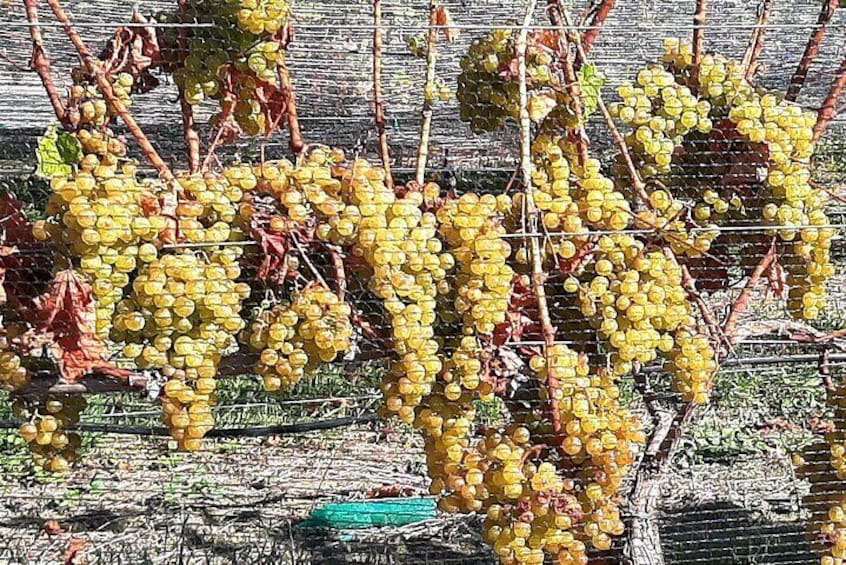 Grapes