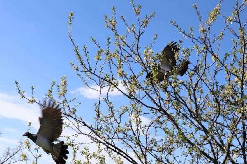 NZ Wood Pigeons