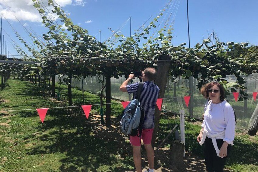 4hr Shore Excursion - History and Tasting Tour FREE Kiwifruit Ice Cream