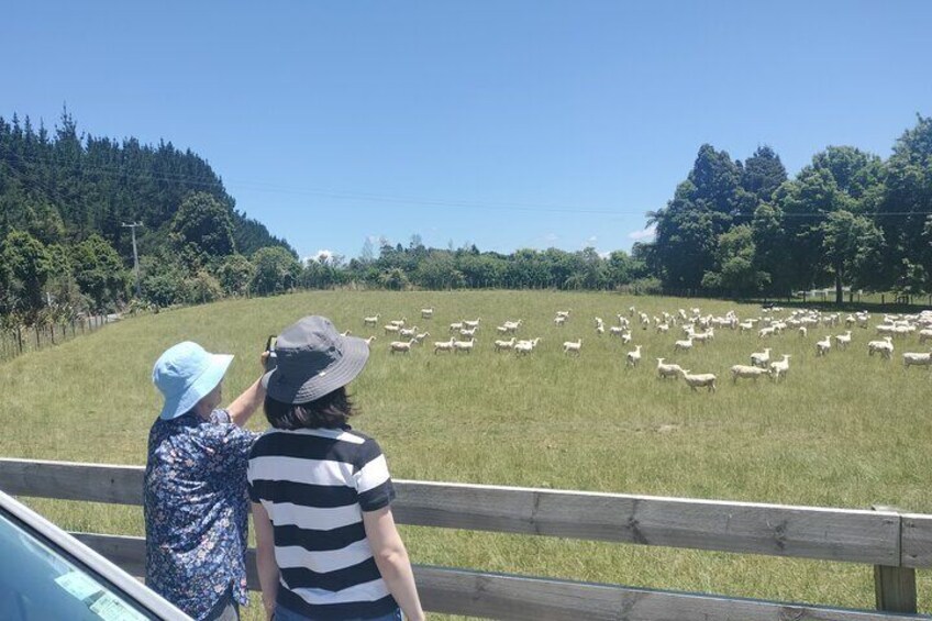 For the sheep fanatics, we will definitely see some during our tour
