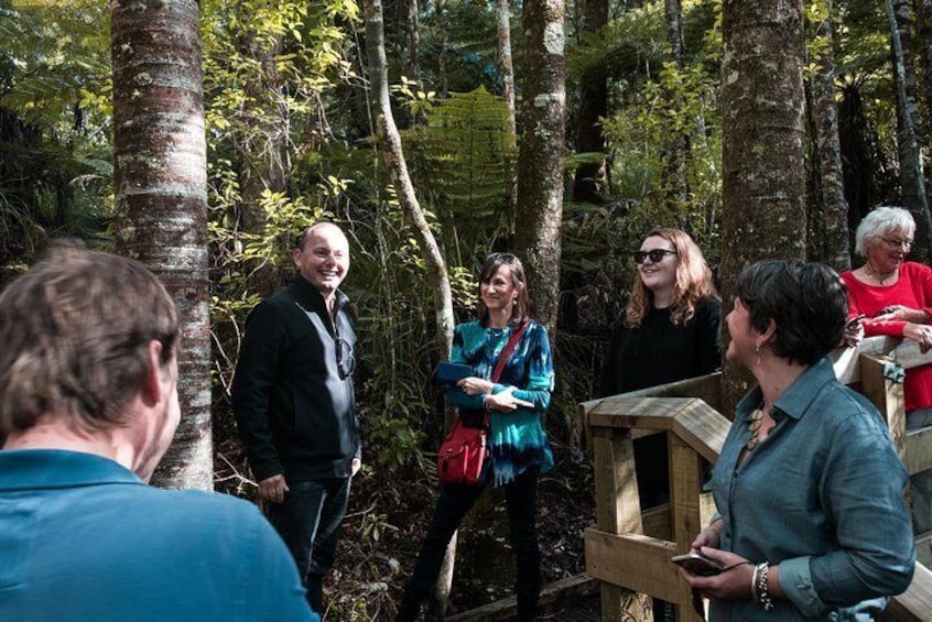 Kauri Forest Walk