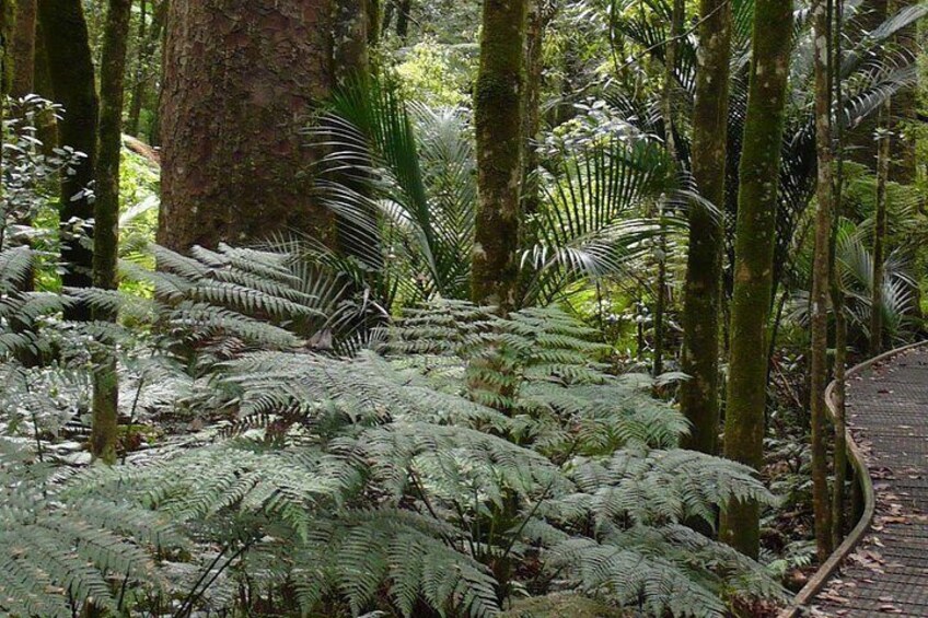 Puketi Forest 