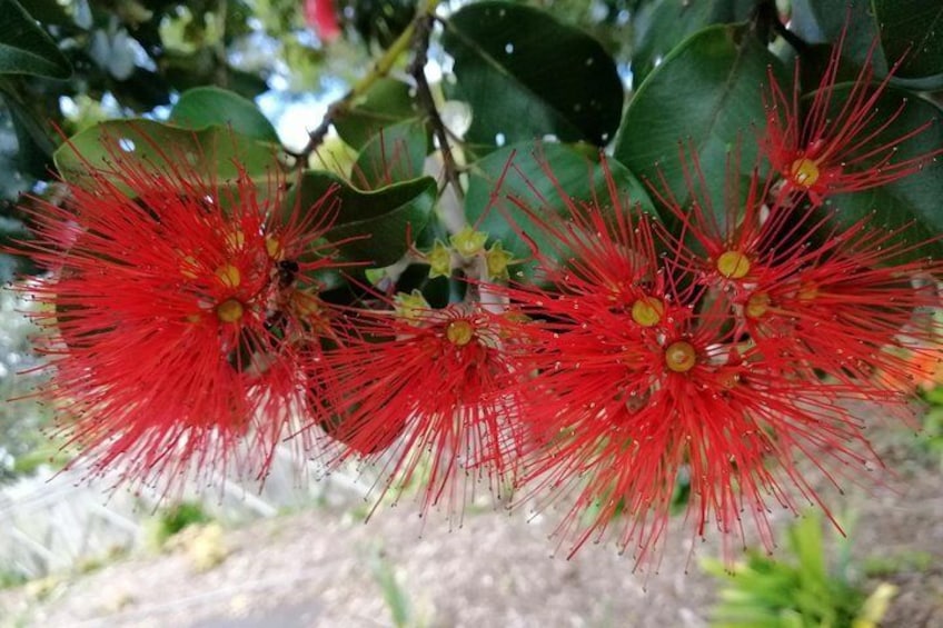 Pohutukawa