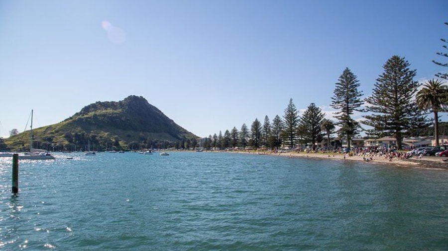 4hr Tauranga Scenic History and Tasting Tour FREE Kiwifruit Ice Cream
