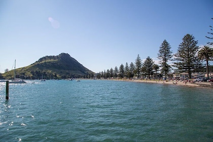 4hr Tauranga Scenic History and Tasting Tour FREE Kiwifruit Tasting