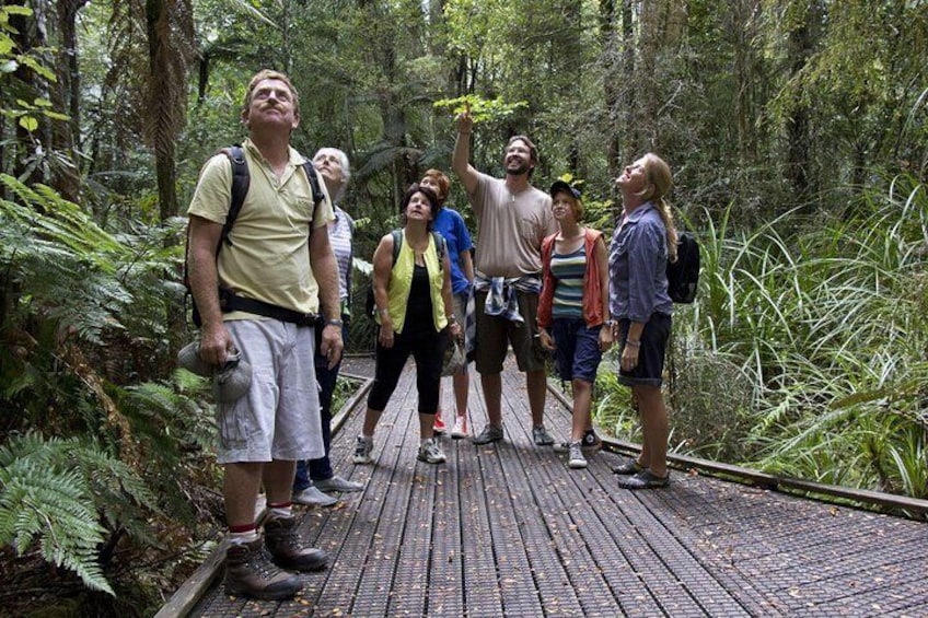 Bay of Islands Shore Excursion: Puketi Rainforest Guided Walk