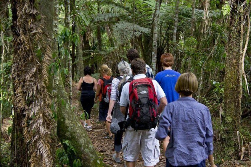 Bay of Islands Shore Excursion: Puketi Rainforest Guided Walk