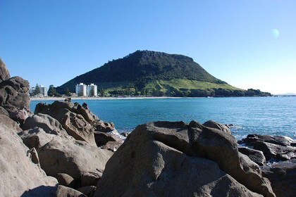 Private Tour Tauranga Highlights Shore Excursion up to 8 passengers