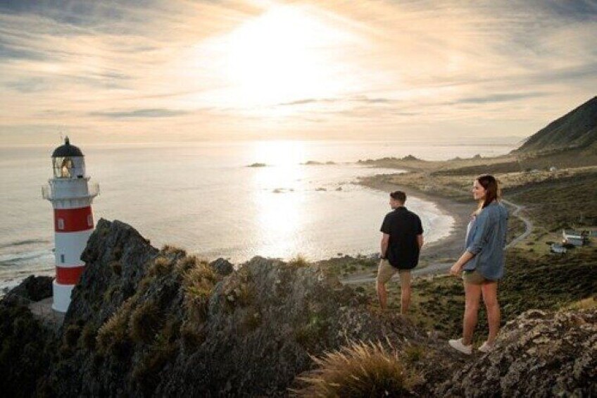 Culinary Wellington adventure with seals 