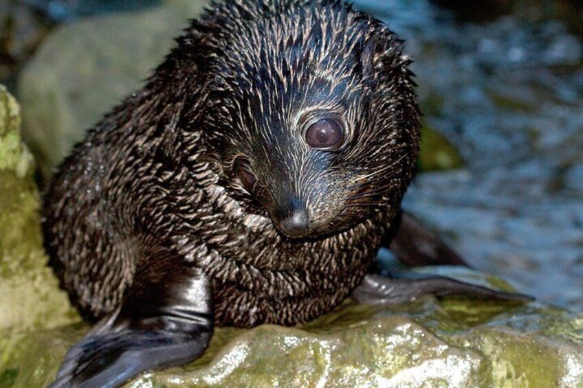 Cute and not really cuddly but seals of Kaikoura NZ are precious