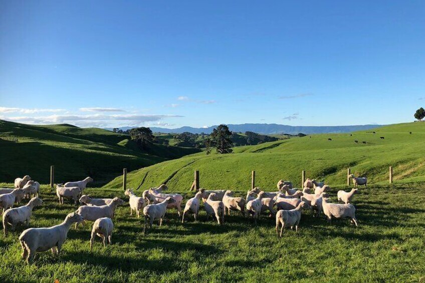 Hobbiton Movie Set Day Tour