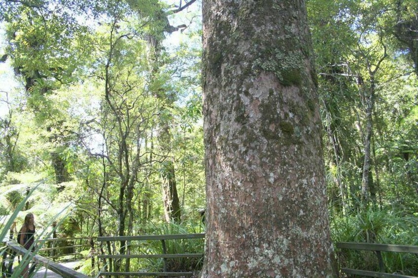 Manganangina Kauri