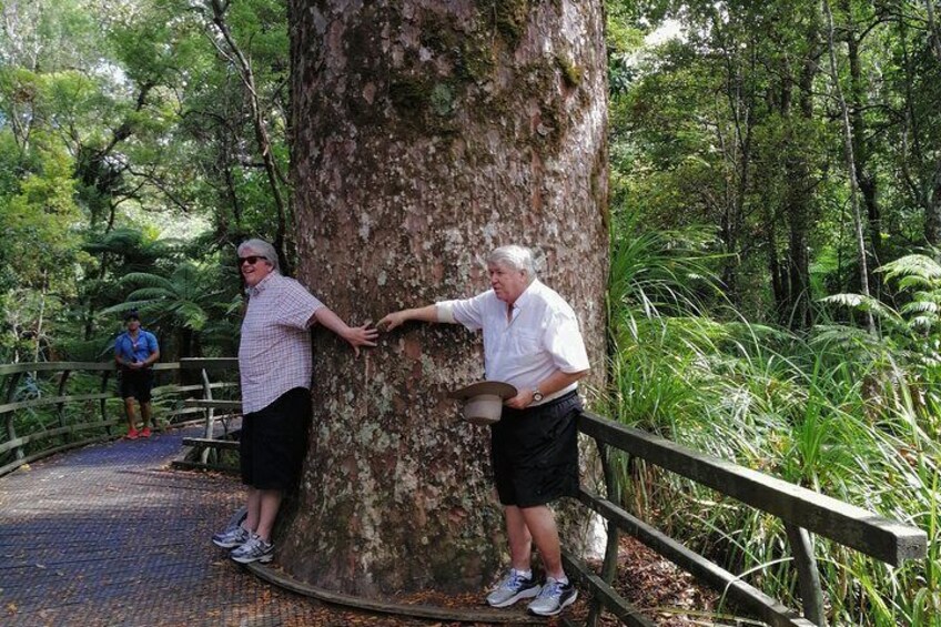 Ancient Kauri Tree