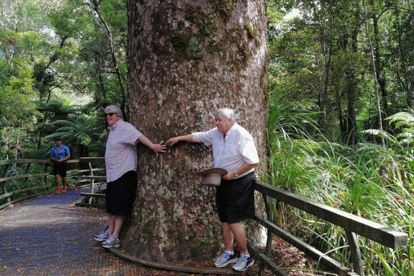 Ancient Kauri Tree