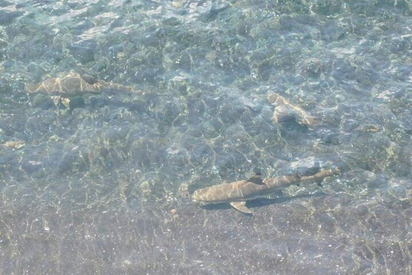 Shark bay at Port resolution 