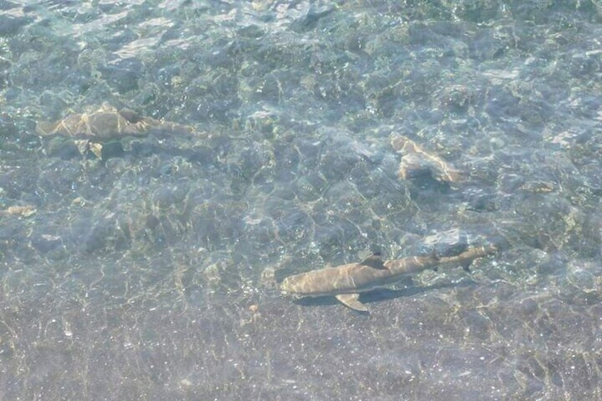 Shark bay at Port resolution