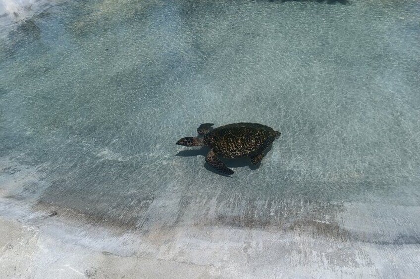 Discover Cascades & Turtle Experience with Yumi Tours