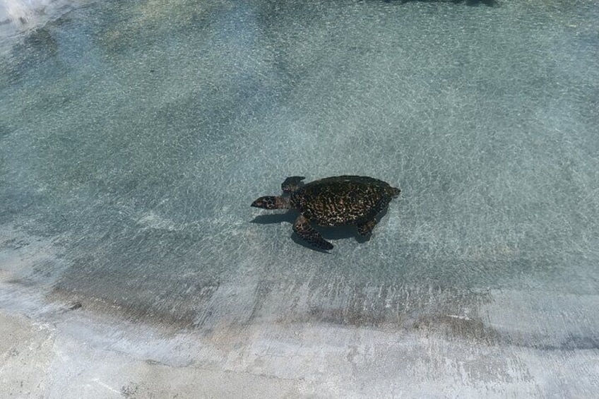 Discover Cascades & Turtle Experience with Yumi Tours