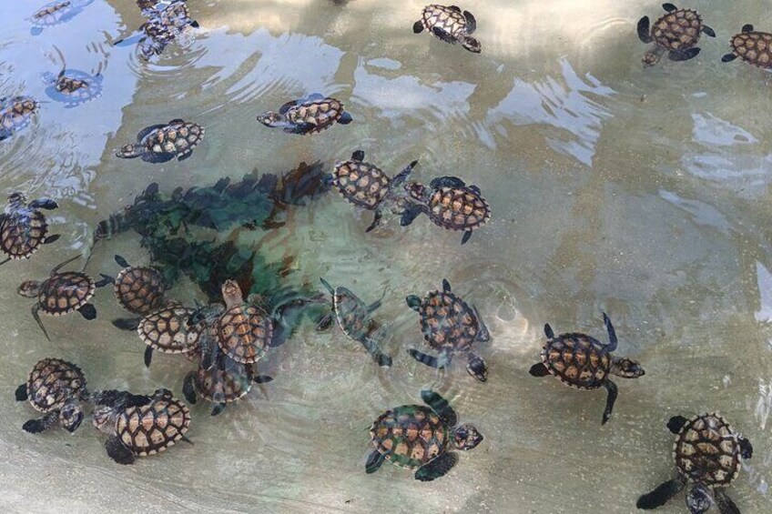 Baby turtles 