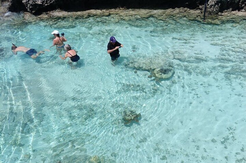 Guests swimming with Turtles 