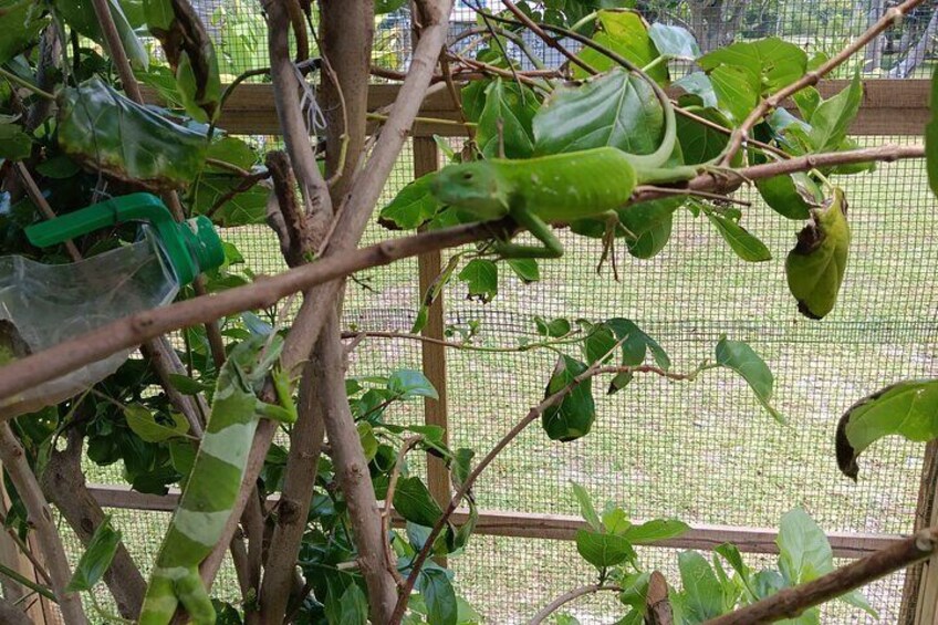Iguanas 