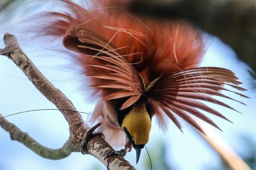 Birding & Cultural Tour - Port Moresby & Mt. Hagen