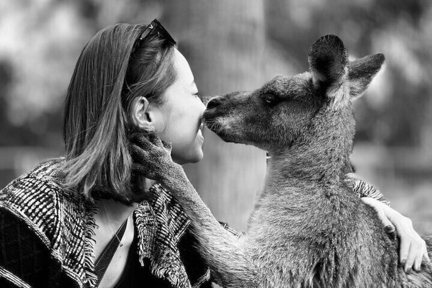 3 Photo with Kangaroo