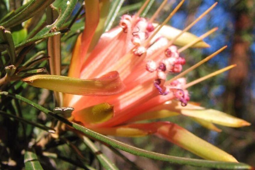 Blue Mountains Flora