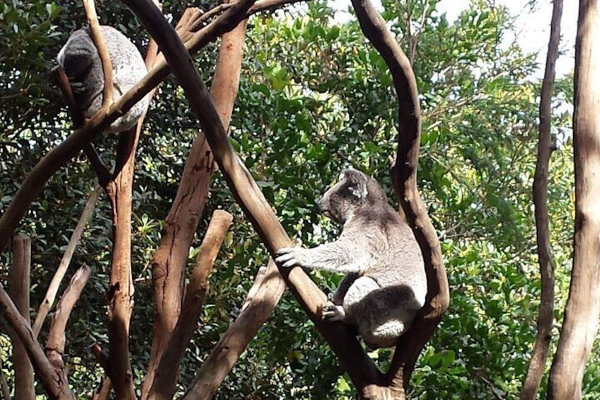 Koalas at Featherdale