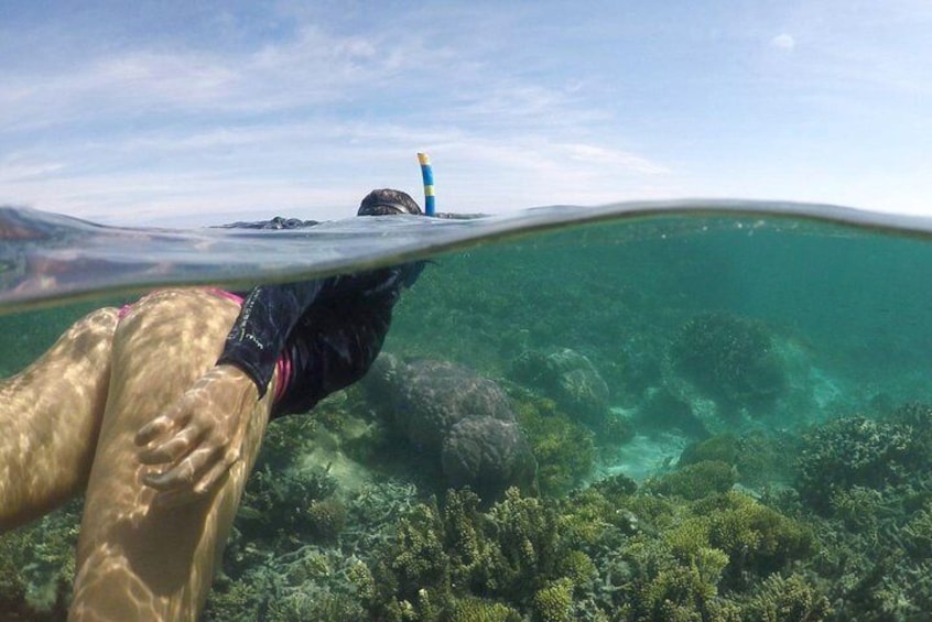 Signal Island Turtle Tour from Noumea