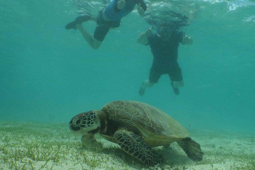 Signal Island Turtle Tour from Noumea