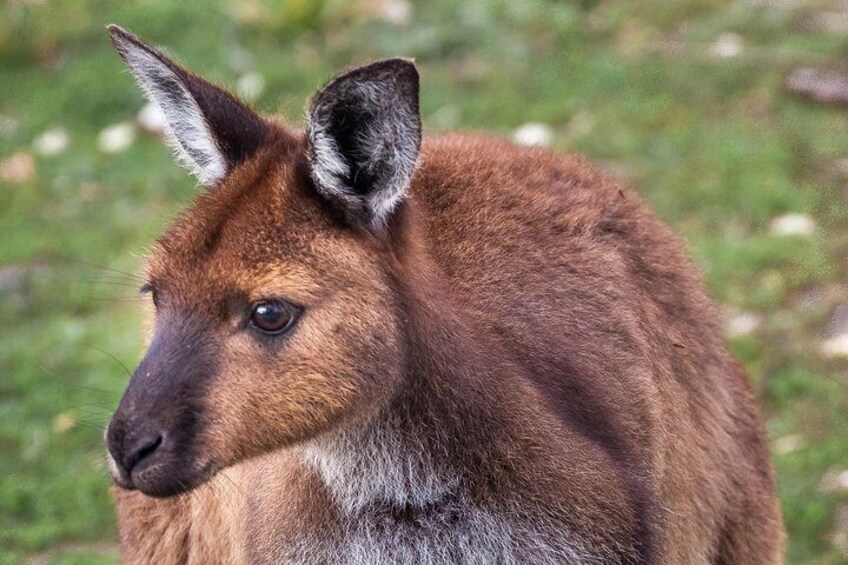 Kangaroo Island Shore Excursion Scenic Trail Tour