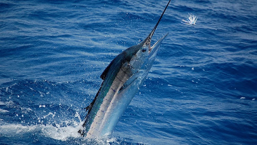 Hooked sailfish emerging from the water in Acapulco