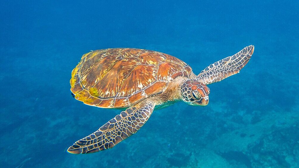 Similan Islands Snorkeling VIP Tour From Phuket