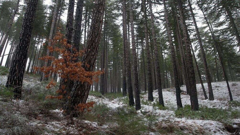 Show item 1 of 7. Sila National Park: half day with snowshoes and expert guide