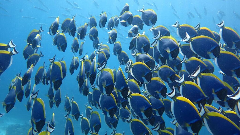 Similan Islands One Day Tour From Khao Lak 