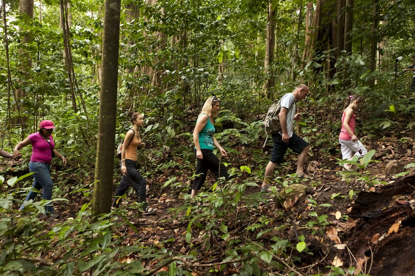 Rainforest Walk