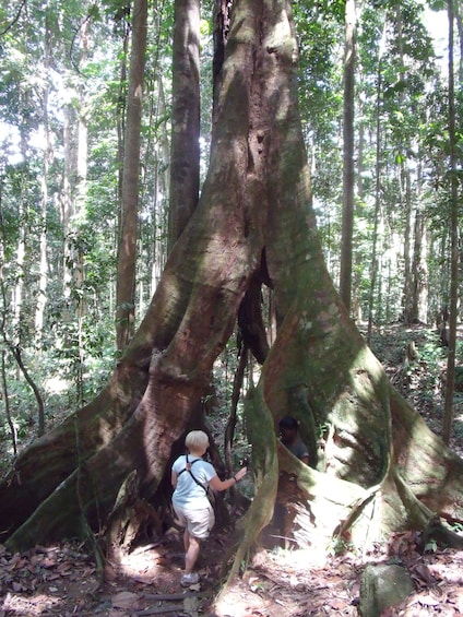 Rainforest Walk